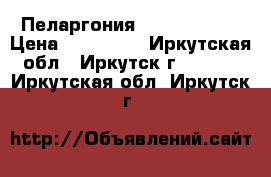 Пеларгония Pink Rambler › Цена ­ 100-250 - Иркутская обл., Иркутск г.  »    . Иркутская обл.,Иркутск г.